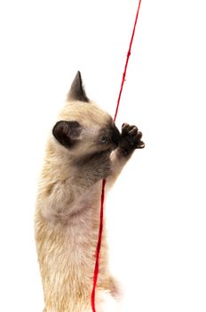 cat playing with ball of thread on a white background