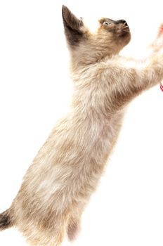 cat playing with ball of thread on a white background