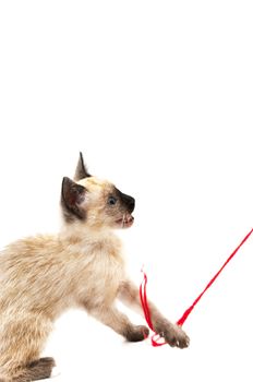 cat playing with ball of thread on a white background