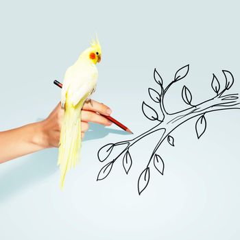 Image of parrot sitting on human hand