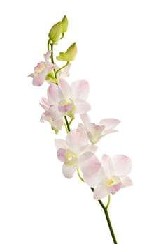 Branch of orchid flower blossoms isolated on white background