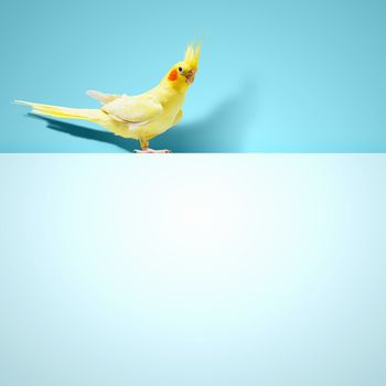 Parrot sitting on blank banner. Place for text