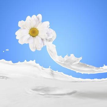 Image of milk splashes with camomile against color background