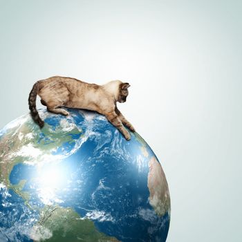 Image of siamese cat playing with globe.