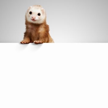 Image of funny polecat sitting on blank banner. Place for text