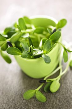 Organic green young sunflower sprouts in a cup