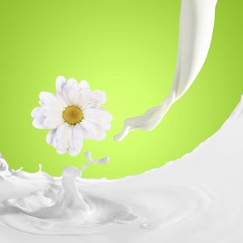 Image of milk splashes with camomile against color background