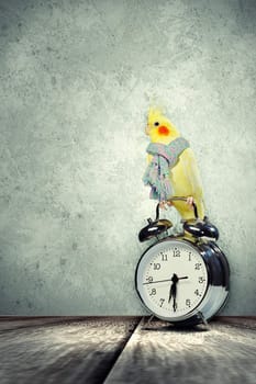 Image of yellow parrot sitting on alarm clock