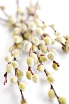 Spring Easter pussy willow branches isolated on white background