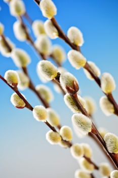 Spring Easter pussy willow branches on blue background