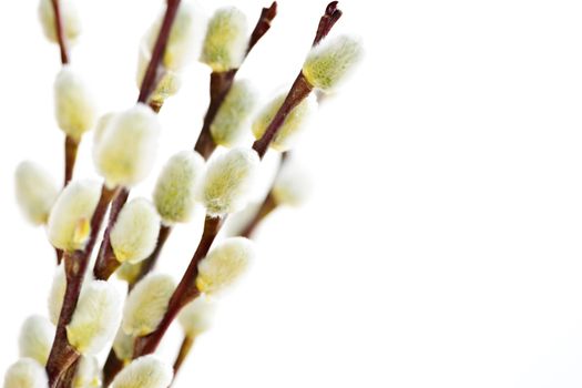 Spring Easter pussy willow branches isolated on white background