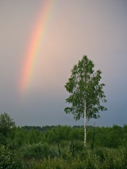 Rainbow in the sky over a green bush and a lonely birch after a rain
