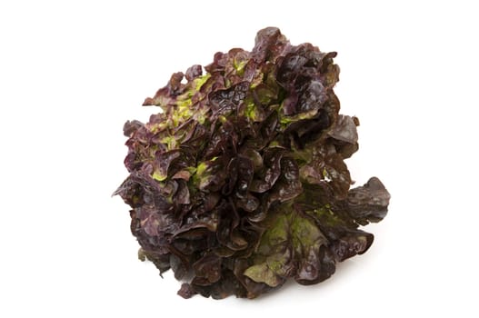 oak lettuce on a white background