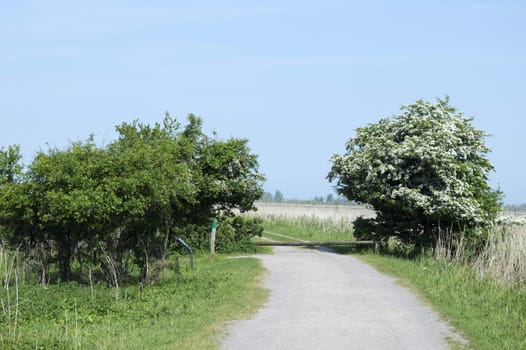 nature area in Holland with trees and bleu sky