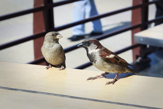 Young and old sparrows sitting on the table