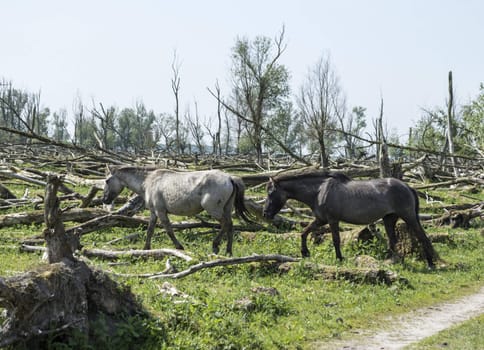 wild konink horses in oostvaarders plassen dutch nature area