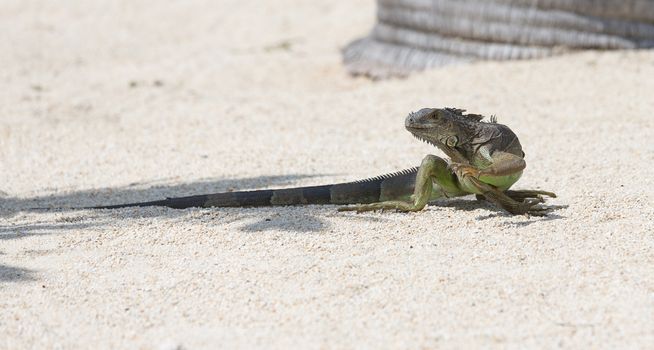 This Iguana is making an abrupt about face on a little spit of sand. The image was taken at Marathon in the Florida Keys. Although Iguana are numerous in the Keys, they are not a native species. It is thought they were initially introduced to the area by disillusioned pet owners. 