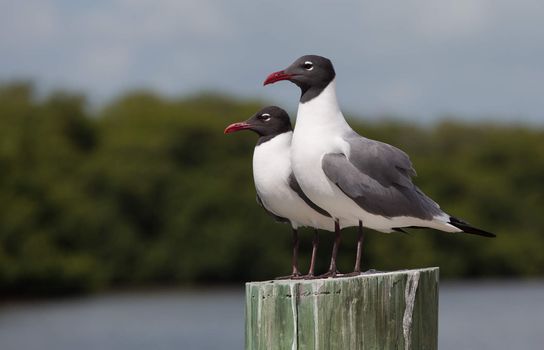 These two Laughing Gulls appear to be looking for trouble. This was taken on Marathon in the Florida Keys. Their name is appropriate. I keep hearing them call out, hah,