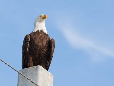 This Bald Eagle was sitting unconcernedly on a power pole beside a highway viewing his domain. It struck me that this is an example of man and nature co-existing. The eagle projects a solemn majesty and vigorous strength.