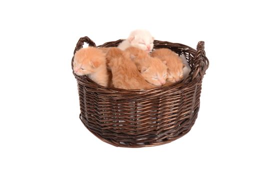 Newborn ginger, orange, white, marmalade, and champagne kittens in a basket.