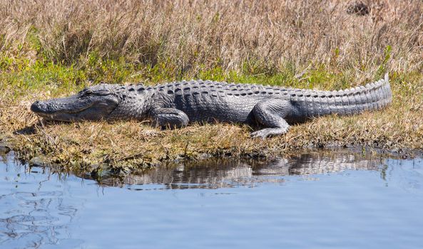 According to Wikipedia there are only two living species of alligator; the American alligator and the Chinese alligator. The gator is a Florida icon. They are found all over the state. This one resides at the Merritt Island National Wildlife Reserve.