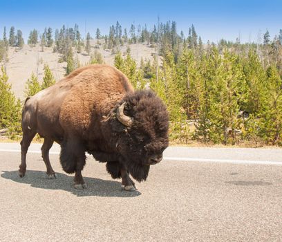 This image was taken at Yellowstone National Park. What a difference time makes. Insteas of being an enemy, we now share the road with the Bison.