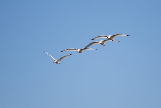 Four White Ibis gliding along on a nice warm winter day in Florida.