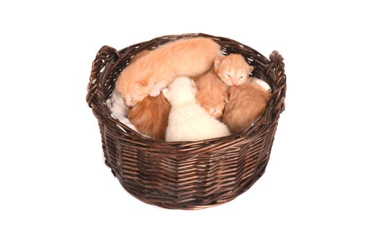Newborn ginger, orange, marmalade and champagne kittens in a basket.