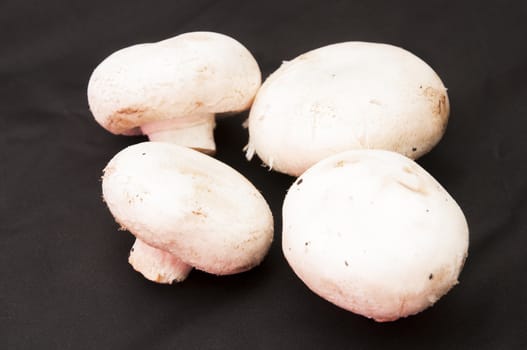 white mushrooms on a black background