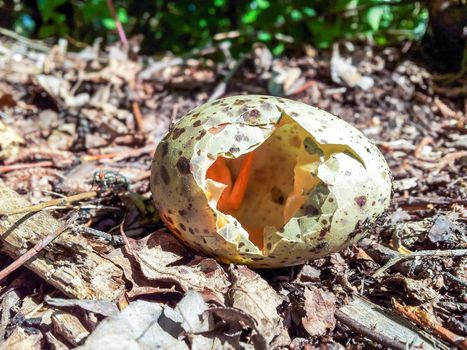 A broken wild bird egg on the forest floor