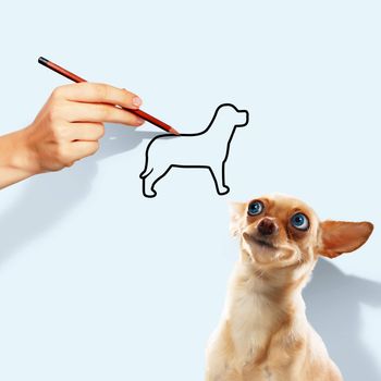 Image of little funny dog and human hand