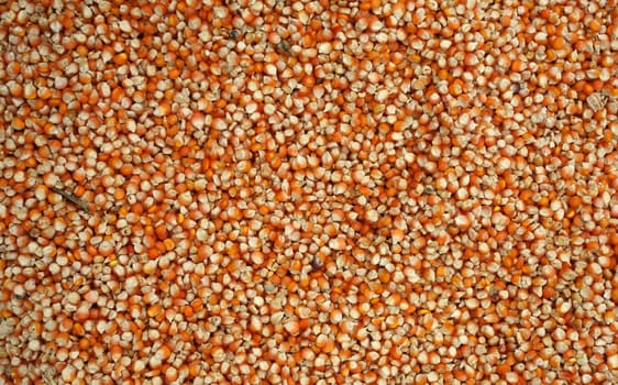 Corn ready for drying in a community development project