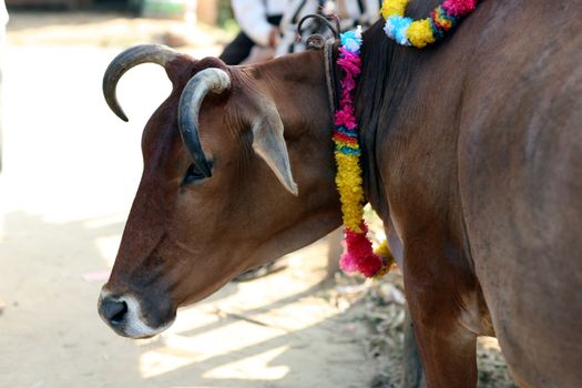 Cow waiting on a market in Chittagong, Bangladesh, for the sacrifice on a Muslim festival (Id ul-adha)
