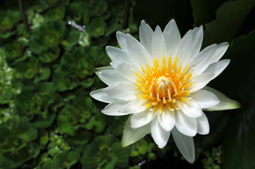 White water lily blooming in a summer pond