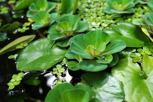 Green water lily leaves in a summer pond