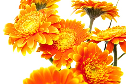 vase of orange flowers on a white background
