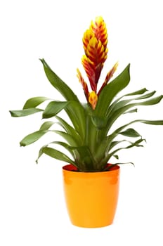 vase of orange flowers on a white background