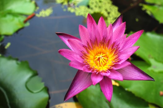 Purple water lily flower blooming in a summer pond