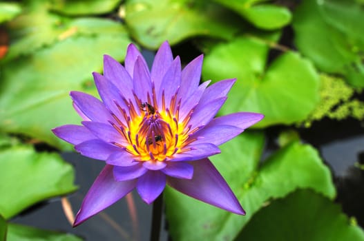Blue water lily blooming in a summer pond