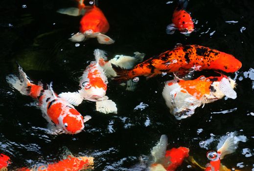 Koi pond