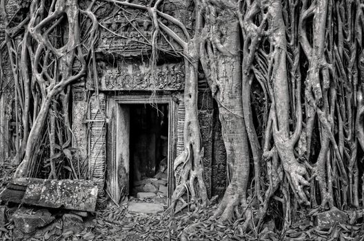 Ancient stone temple door and tree roots - monochrome vintage view, Angkor Wat, Cambodia