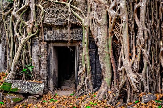 Ancient stone temple door and tree roots, Angkor Wat, Cambodia