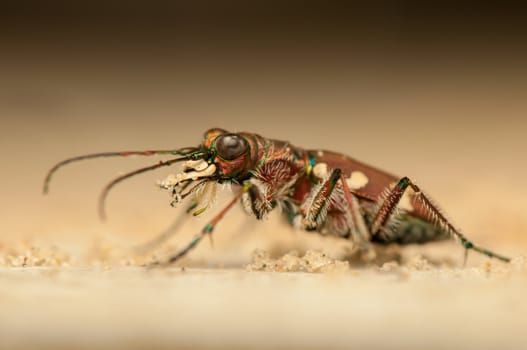 Cicindela hybrida