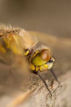 Libellula quadrimaculata