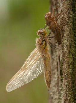 Libellula quadrimaculata