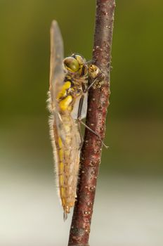 Libellula quadrimaculata