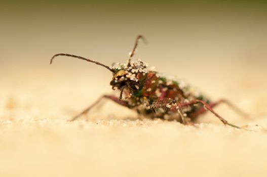 Cicindela campestris