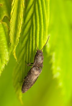 Lacon murinus