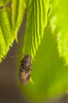 Lacon murinus