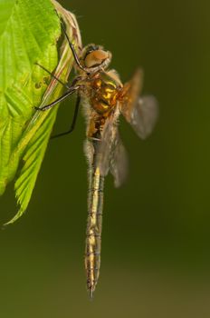 Cordulia aenea